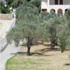 skopelos commercial property